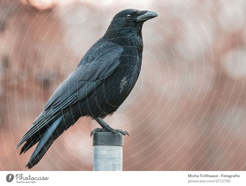 Kolkrabe im Sonnenschein Natur Tier Sonnenlicht Schönes Wetter Wildtier Vogel Tiergesicht Flügel Krallen Rabenvögel Krähe Feder Schnabel Auge gefiedert 1