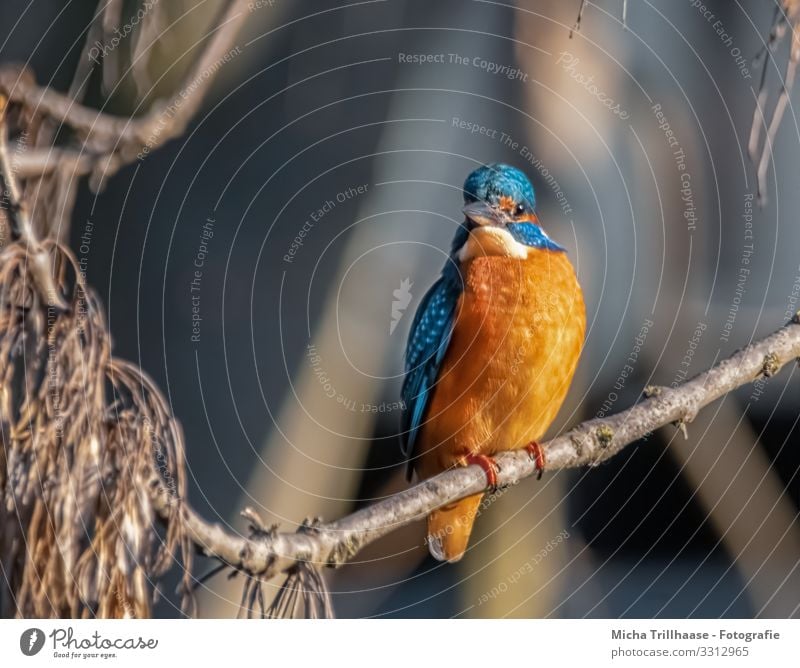 Im Blick des Eisvogels Umwelt Natur Tier Sonne Sonnenlicht Schönes Wetter Seeufer Flussufer Wildtier Vogel Tiergesicht Flügel Krallen Eisvögel Kopf Schnabel