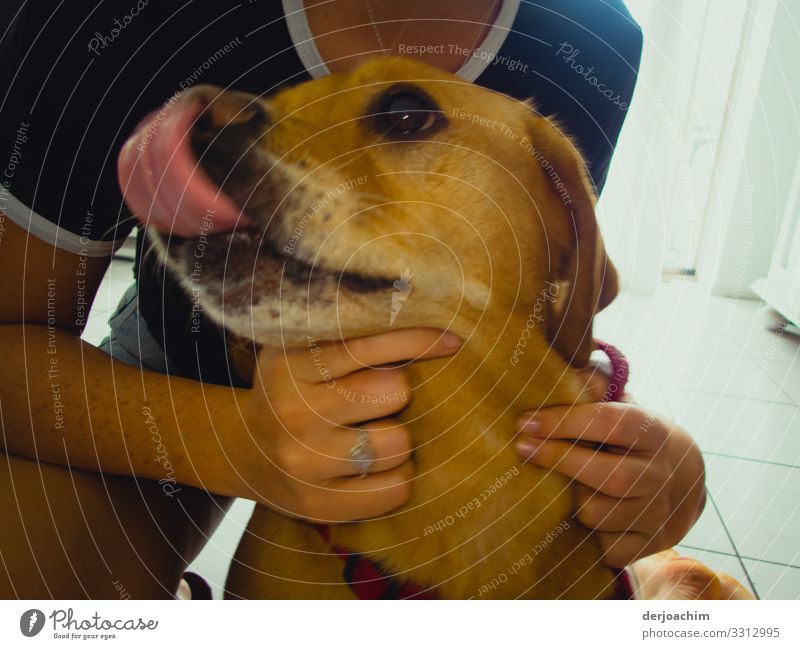 Das war lecker. Der Hund leckt sich mit der Zunge über das Maul. Umfasst wird er  von zwei Händen. Freude Leben Häusliches Leben Sommer Schönes Wetter