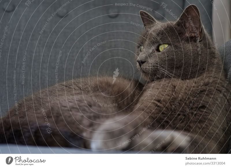 Katzenleben Tier Haustier 1 beobachten Erholung kuschlig natürlich niedlich schön weich grau Zufriedenheit Vertrauen Geborgenheit Tierliebe Gelassenheit Glück