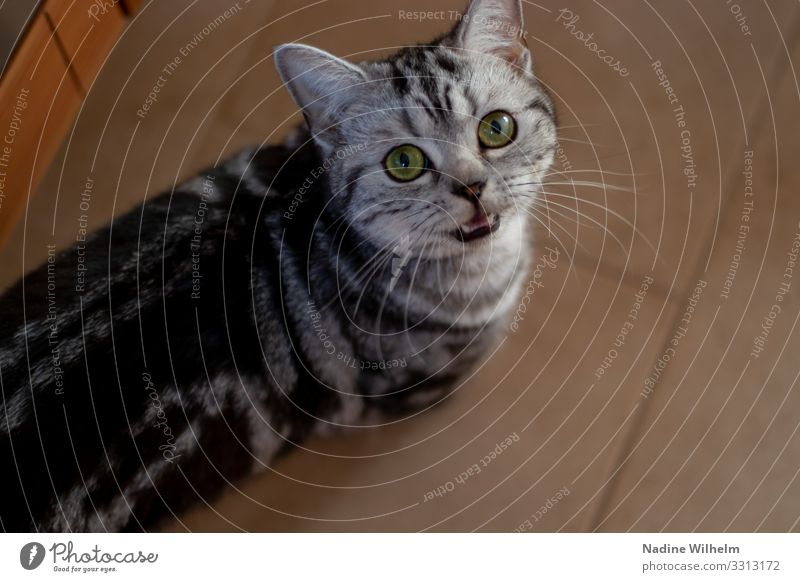 Mewing british shorthair Tier Haustier Katze Fell 1 Tierjunges Blick stehen warten braun grau grün schwarz Vorfreude Tierliebe Ungeduld Ferne Fütterungszeit