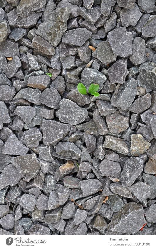 Grün ist die Hoffnung Steine Schotter grau Pflanze Blatt grün winzig Sprichwort Außenaufnahme Detailaufnahme Menschenleer