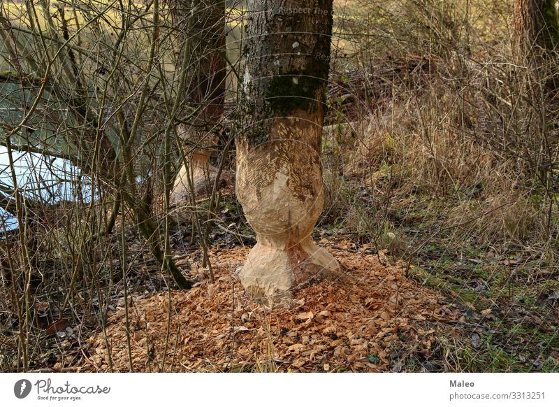 Biber ruinierten Baumstämme Nagetiere Küste Seeufer Flussufer Tier Natur Zähne Gebiss Wasser Holz groß braun Wildtier wild Wald Baumstamm nagen