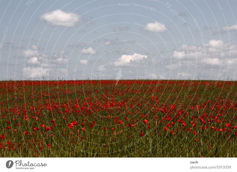 wie sich Frühling anfühlt Landwirtschaft Landschaft Himmel Wolken Schönes Wetter Pflanze Blume Blüte Nutzpflanze Mohn Mohnblüte Wiese Feld Brandenburg Wachstum