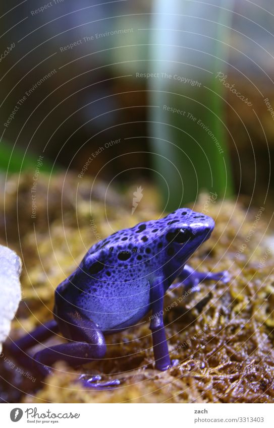 Ich nehm keine Drogen, ich leck Frösche Wiese Feld Tier Frosch 1 sitzen Ekel exotisch blau Gift Pfeilgiftfrosch Lurch Farbfoto Außenaufnahme Menschenleer