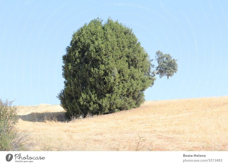 Wegweisend Baum Zeigearm Außenaufnahme Natur wegweisend Wege & Pfade Wegweiser Hinweis Menschenleer Richtung Orientierung Busch Hecke