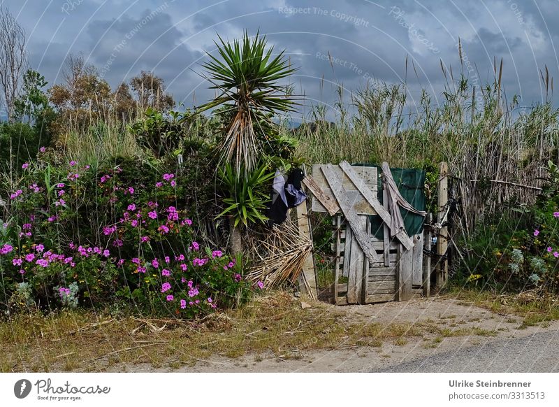 Tom Sawyers Schrebergarten auf Sardinien mit Holzbrettertür und Palme Garten Gartentür Eingang Blumen Kleingarten Schilfgras Bretter vernagelt verschlossen wild