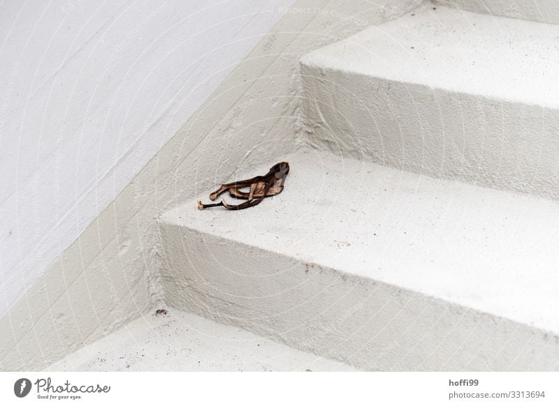 alte Bananenschale auf weißer Treppe Gebäude Mauer Wand Fassade Stein bedrohlich Ekel hässlich kaputt Verantwortung Entsetzen Verzweiflung Übermut bequem