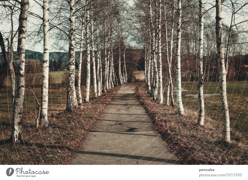 symmetrie | birkenallee Bäume Birken Allee symmetrisch Weg parallel Spazierweg Landschaft Natur Baum Wege & Pfade Zentralperspektive Umwelt ruhig Park