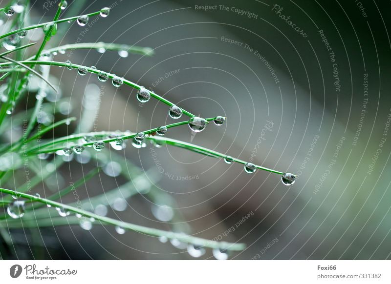 Naturprodukt Pflanze Frühling Klima Regen Gras Wiese Wasser Streifen Tropfen Flüssigkeit frisch Gesundheit kalt nass Sauberkeit grün weiß Lebensfreude schön