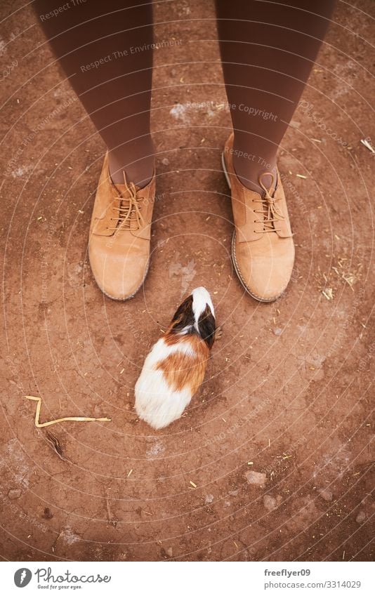 Meerschweinchen in der Nähe der weiblichen Füße Lifestyle Freude Ferien & Urlaub & Reisen Tourismus Abenteuer wandern Frau Erwachsene Beine Fuß 1 Mensch Natur