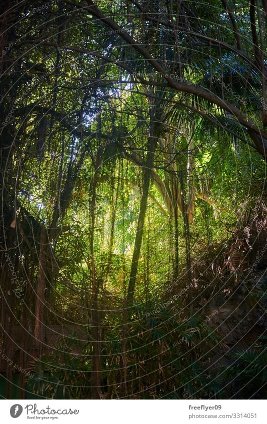 Vegetation in einem wilden Dschungel exotisch schön Ferien & Urlaub & Reisen Tourismus Ausflug Abenteuer Ferne Freiheit Berge u. Gebirge wandern Umwelt Natur