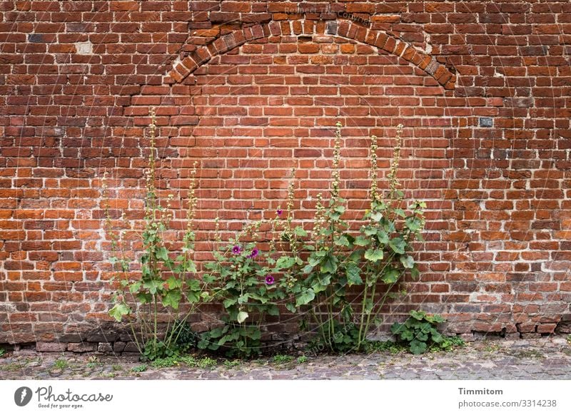 Mauer mit Geschichte Ferien & Urlaub & Reisen Backstein Wachstum alt braun grau grün Gefühle Pflanze Grünpflanze Leben Fassade Torbogen Pflastersteine Farbfoto