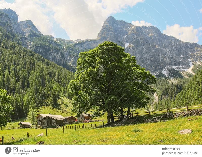 Sommerlicher Baum im Tal Gesundheit Gesundheitswesen Wellness Leben harmonisch Erholung ruhig Kur Spa Ferien & Urlaub & Reisen Tourismus Ausflug Abenteuer