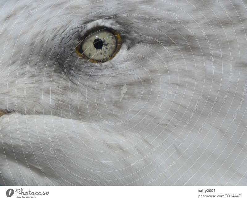 Ein Augenblick... Tier Vogel Tiergesicht Möwe 1 Tierjunges beobachten schön einzigartig Neugier grau weiß Überwachung Pupille Regenbogenhaut Feder Farbfoto