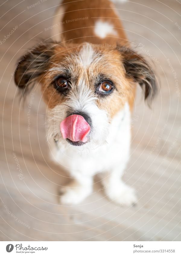 Hungriger Hund mit Blick in die Kamera Tier Haustier Tiergesicht Fell Pfote Auge Zunge Hängeohr 1 Boden beobachten Fressen genießen schön klein lecker Vorfreude