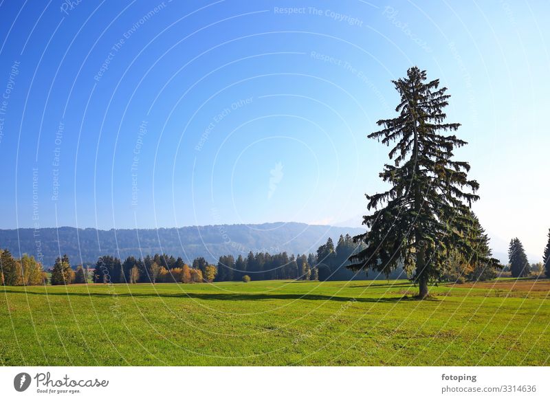 Werdensteiner Moos schön Ausflug Sommer Sonne wandern Natur Landschaft Pflanze Wetter Baum Wald Moor Sumpf Sehenswürdigkeit außergewöhnlich Sauberkeit blau