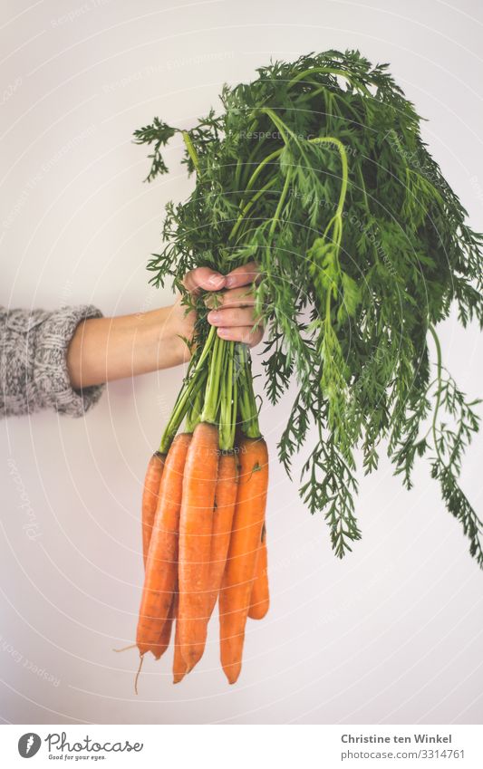 Die Hand einer jungen Frau hält einen Bund Möhren Lebensmittel Gemüse Ernährung Bioprodukte Vegetarische Ernährung Diät Vegane Ernährung Junge Frau Jugendliche