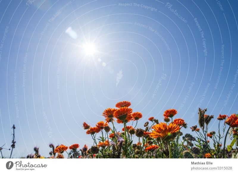 Feld mit Sommerblumen im Sonnenlicht Garten Umwelt Natur Landschaft Pflanze Tier Himmel Wolkenloser Himmel Herbst Schönes Wetter Wärme Blume Gras Sträucher