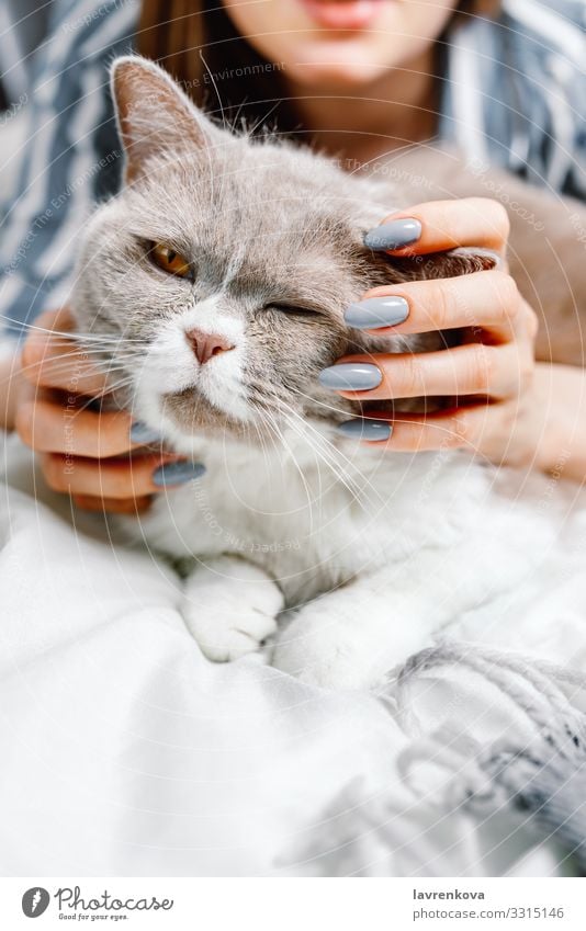 Britische Rassekatze, die von einer Frau auf einem Bett gestreichelt wird reizvoll Säugetier kuscheln klein annehmen Glück Liebe heimwärts Pflege Porträt weich