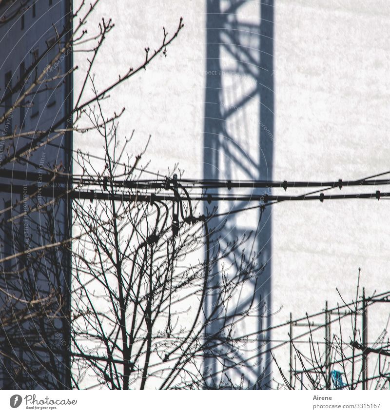 Bauvorhaben Zweige u. Äste Gebäude bauen grau weiß Schatten Kran Baukran Baustelle Kabel Fassade Nachbar Linie Stadt Leitung Strebe Farbfoto Gedeckte Farben