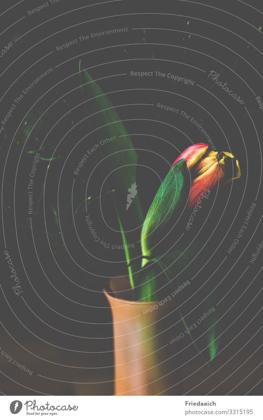 Tulpenstillleben Wohnung Dekoration & Verzierung Blume Blühend Duft genießen ästhetisch natürlich schön gelb rot Lebensfreude Frühlingsgefühle Erholung Idylle