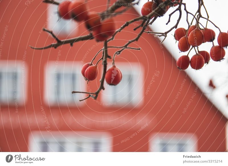 Rot in Rot Pflanze Winter Zweige u. Äste Zierde Altstadt Haus Fassade entdecken genießen fantastisch rot Stimmung Frühlingsgefühle Vorfreude Interesse Beginn