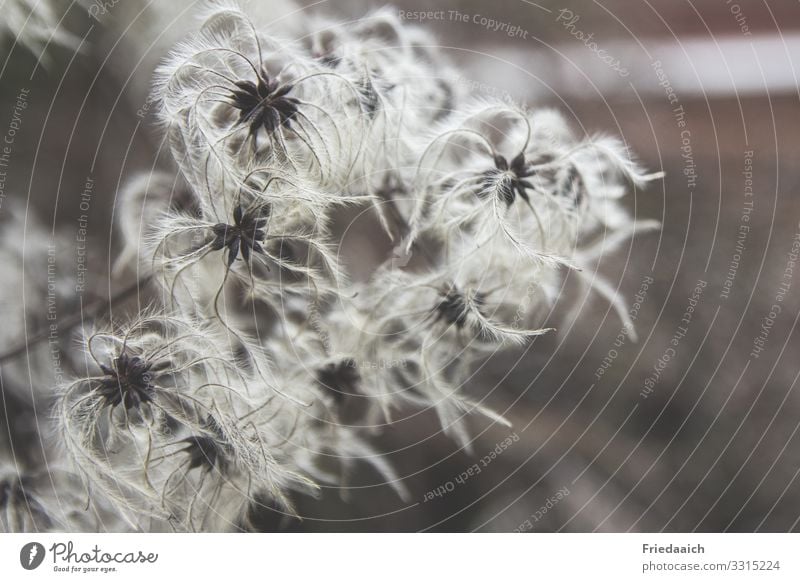 Verblühte Waldrebe Natur Pflanze Winter Wildpflanze Blühend entdecken Blick verblüht dehydrieren außergewöhnlich authentisch fantastisch weiß einzigartig