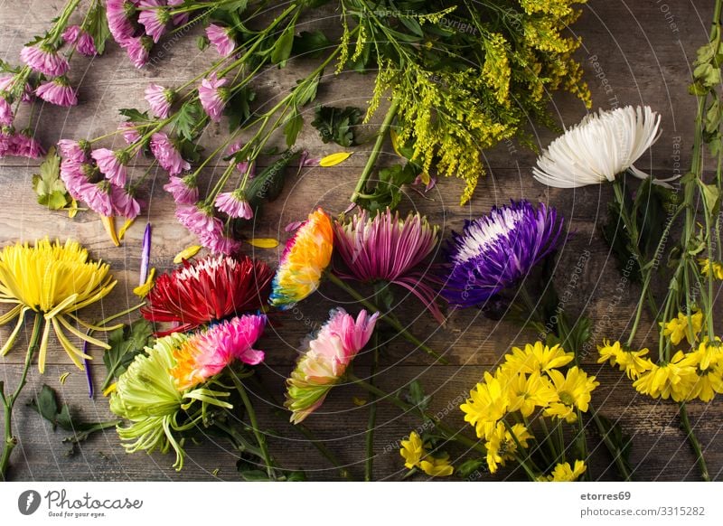 Vielfalt an bunten Frühlingsblumen auf Holztisch. Blume Natur rosa mehrfarbig Varieté sortiert Garten Sommer Pflanze Blüte geblümt Muttertag Valentinstag