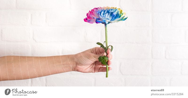 Mehrfarbige Blume in weiblicher Hand auf weißem Wandgrund. mehrfarbig Farbe Blütenblatt Frau Halt Hintergrund neutral rosa rot Roséwein blau gelb orange