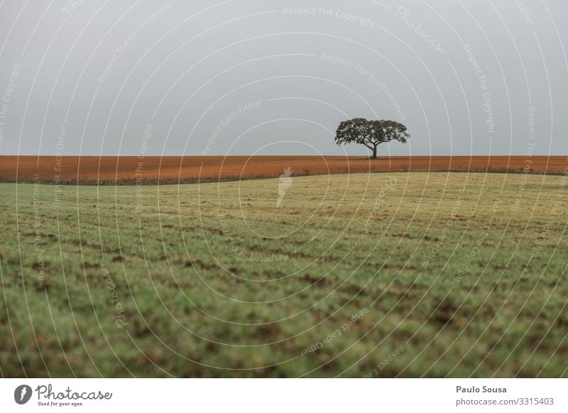 Einsame Baumlandschaft Umwelt Natur Landschaft Feld Alentejo Portugal schön natürlich ästhetisch entdecken Ferien & Urlaub & Reisen Gelassenheit Horizont Klima