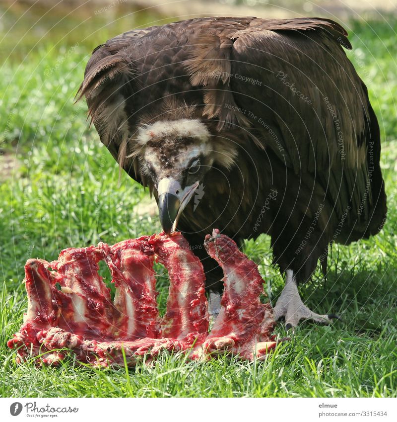 Mahlzeit! Wildtier Vogel Mönchsgeier Geier Aasfresser Kuttengeier Altweltgeier Greifvogel gefiedert Feder Schnabel Fressen bedrohlich gigantisch