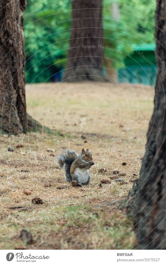 Pummliges Grauhörnchen Natur Tier Baum Park Wald Wildtier Eichhörnchen 1 Essen festhalten Fressen sitzen dick lustig niedlich Freude Zufriedenheit Tierliebe