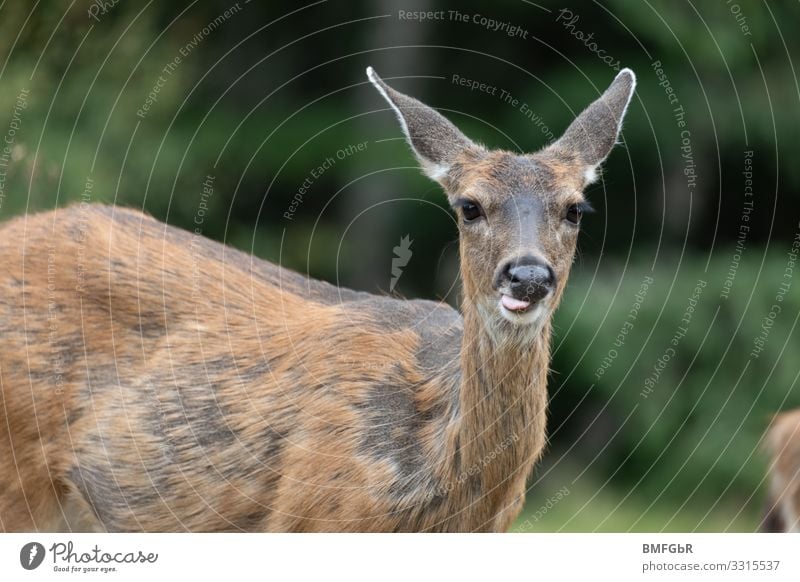 Reh streckt Zunge heraus Tier Wildtier Tiergesicht Säugetier Hirschkuh Maultierhirsch 1 Fressen lustig Freude Fröhlichkeit Tierliebe Überraschung Kommunizieren