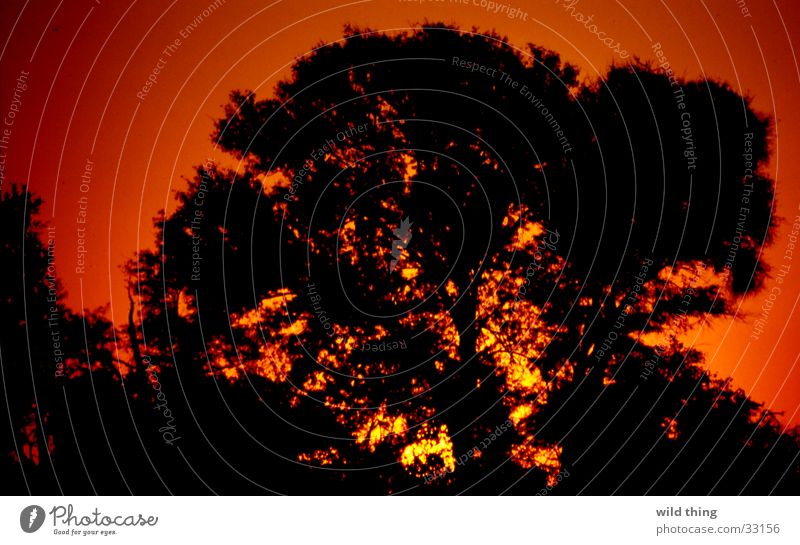 boom Afrika ondergaande zon Sonne son tree