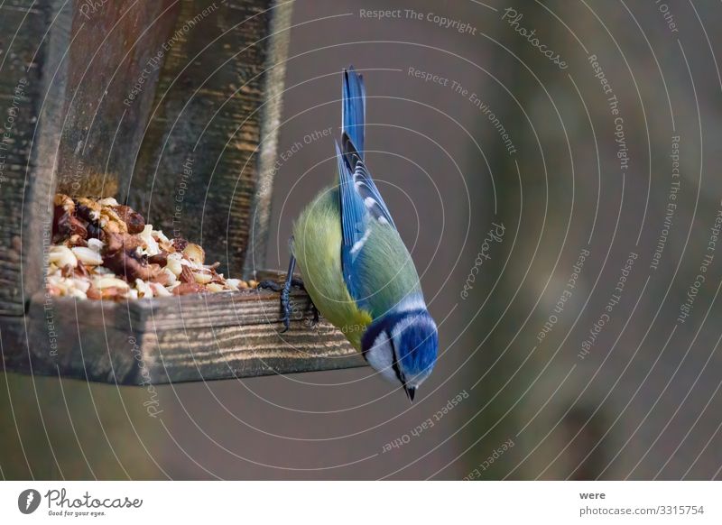 blue tit on a branch near the bird feeder Winter Natur klein Blue tit Cyanistes caeruleus Parus Ater Periparus Ater Winterbird animal bird feeding Branche