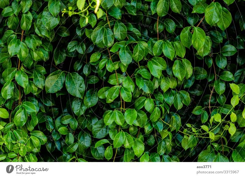 Grüner Blatthintergrund Design schön Sommer Garten Tapete Umwelt Natur Pflanze Baum Wald Urwald Wachstum dunkel frisch hell klein natürlich Sauberkeit grün