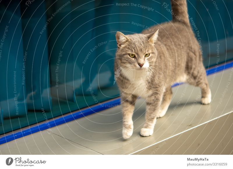 Blaue Katze Tier Haustier Tiergesicht Flügel Pfote 1 wählen Bewegung gehen laufen Farbfoto Außenaufnahme Nahaufnahme Detailaufnahme Menschenleer Tag Licht