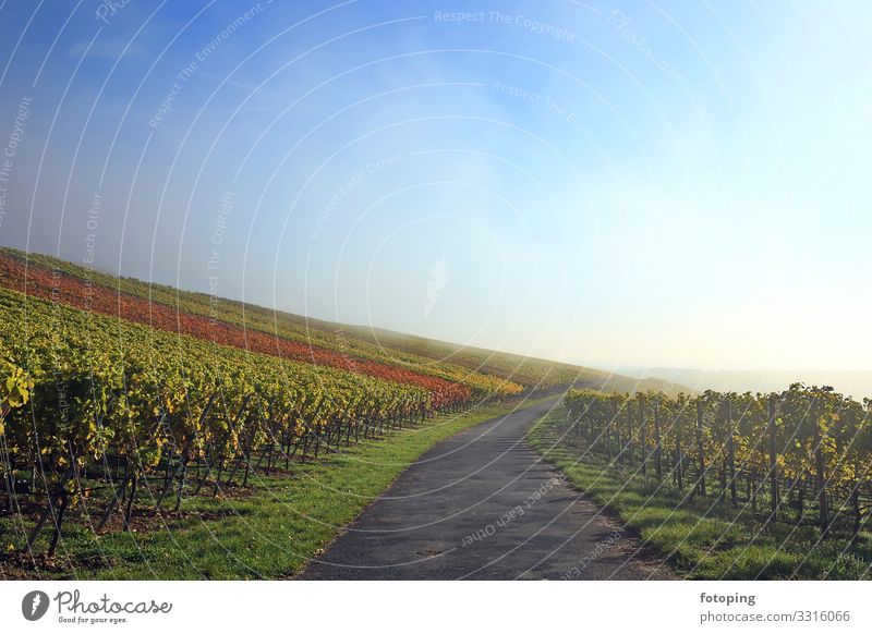 Nebel im Weinberg schön Tourismus Ausflug Sonne wandern Landwirtschaft Forstwirtschaft Natur Landschaft Pflanze Wolken Herbst Wetter Baum Sehenswürdigkeit blau