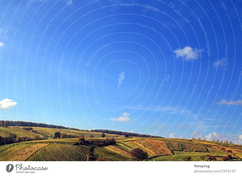 Volkach schön Ferien & Urlaub & Reisen Tourismus Ausflug Sommer Sonne wandern Landwirtschaft Forstwirtschaft Natur Landschaft Pflanze Wolken Herbst Wetter Baum