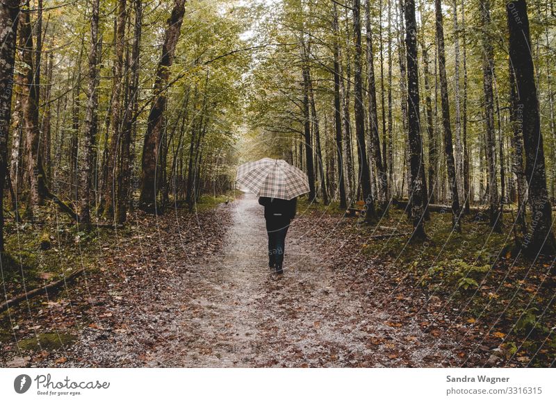 Regentag im Wald Mensch maskulin Junger Mann Jugendliche Erwachsene 1 30-45 Jahre Umwelt Natur Landschaft Herbst schlechtes Wetter Baum Sträucher Moos