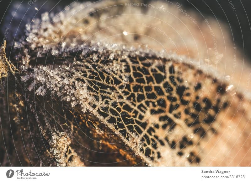 Lampionblüte im Frost Umwelt Natur Pflanze Winter Eis Blüte Grünpflanze Wildpflanze Traurigkeit dehydrieren exotisch orange Verschwiegenheit ruhig bescheiden