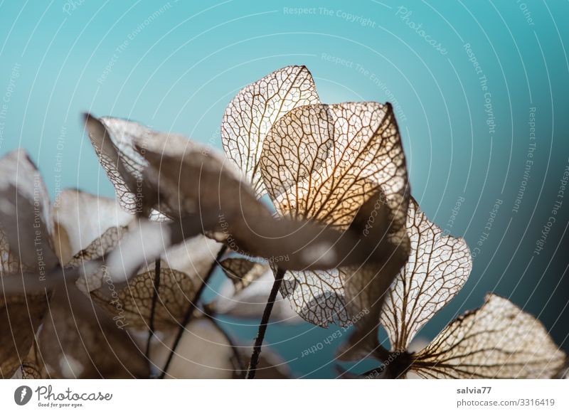 verblühte Hortensienblüten im Gegenlicht Hoetensie Blüten Pflanze Natur Vergänglichkeit Strukturen & Formen Farbfoto Herbst Blatt Blattadern vergänglich