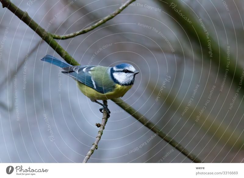 blue tit on a branch near the bird feeder Winter Natur klein blau Blue tit Cyanistes caeruleus Parus Ater Periparus Ater Winterbird animal bird feeding branches