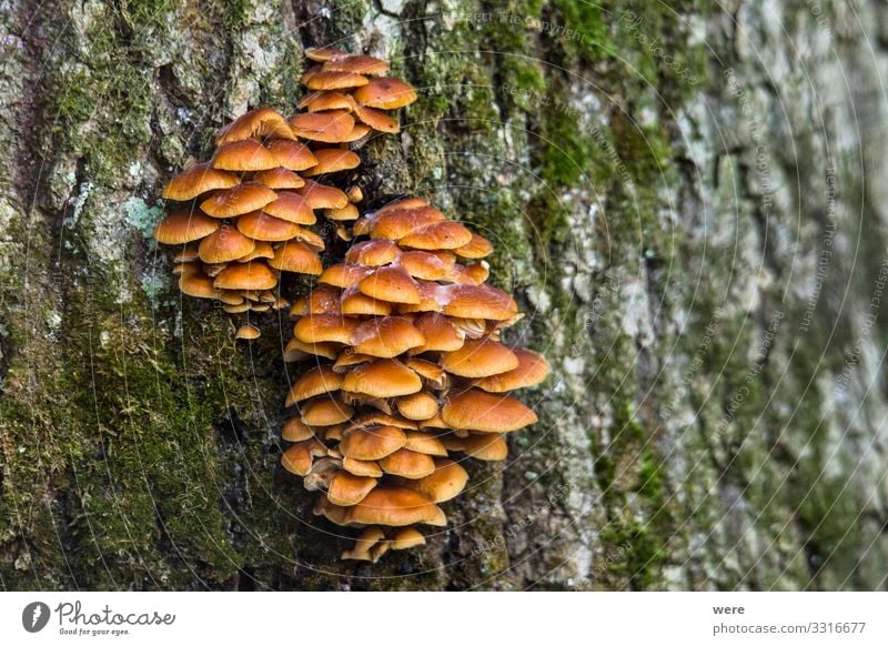 Mushrooms at their natural location in the forest Natur Pilz gelb genießen Gesundheit Capreolus capreolus Eating out of the forest Wooden basket copy space