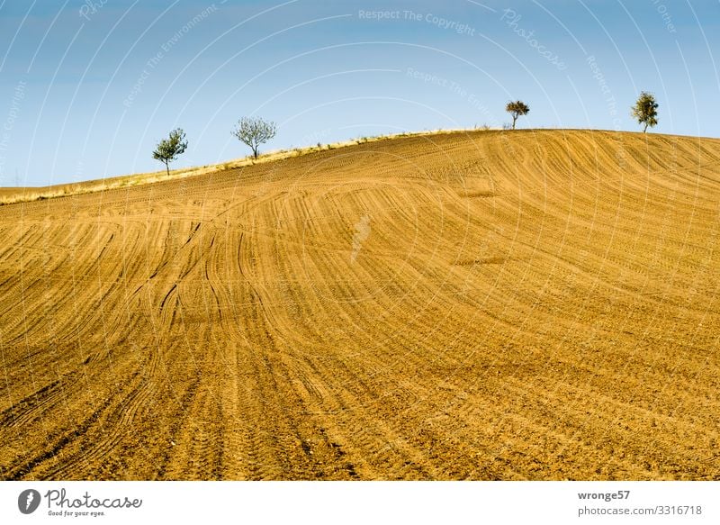 Bördeacker | Traktorspuren auf einem abgeernteten hügeligen Feld in der Börde Acker Magdeburger Börde Hügel Hügelige Landschaft hügeliges Feld Außenaufnahme