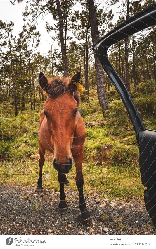 Anhalter Pflanze Baum Wald Tier Pferd Tiergesicht 1 stehen blau braun gelb grün Autotür offen Neugier Farbfoto Außenaufnahme Nahaufnahme Textfreiraum links