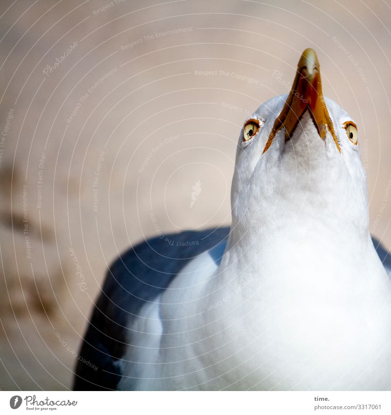 Halswirbelsäulentraining (29) Sand Schönes Wetter Tier Vogel Tiergesicht Möwe Schnabel Feder Blick 1 beobachten warten Willensstärke Wachsamkeit Ausdauer