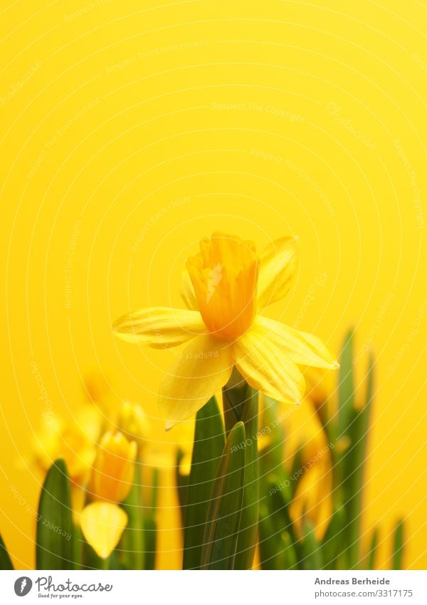 Beautiful daffodils against a yellow background Leben Winter Valentinstag Natur Pflanze Frühling Blume springen gelb Beginn Fortschritt Wachstum many row easter