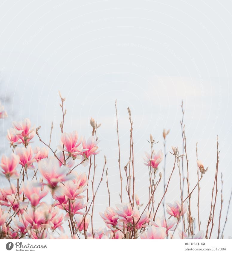 Reizendes rosa Blühen der Magnolie Natur Pflanze Frühling Schönes Wetter Blume Blüte Garten Park Design Magnoliengewächse Hintergrundbild Farbfoto Außenaufnahme